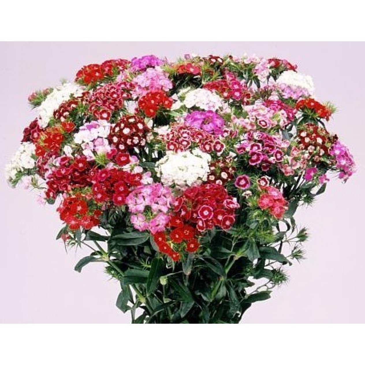 584100-dianthus-barbatus-floriade-mix-herald-spring