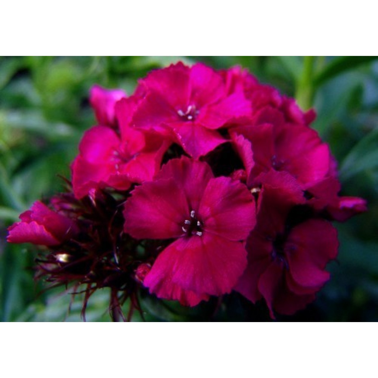 584220-dianthus-barbatus-oeschberg