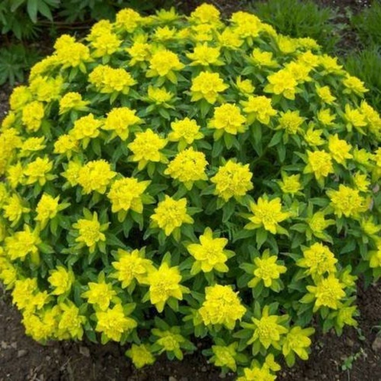 587220-euphorbia-polychroma