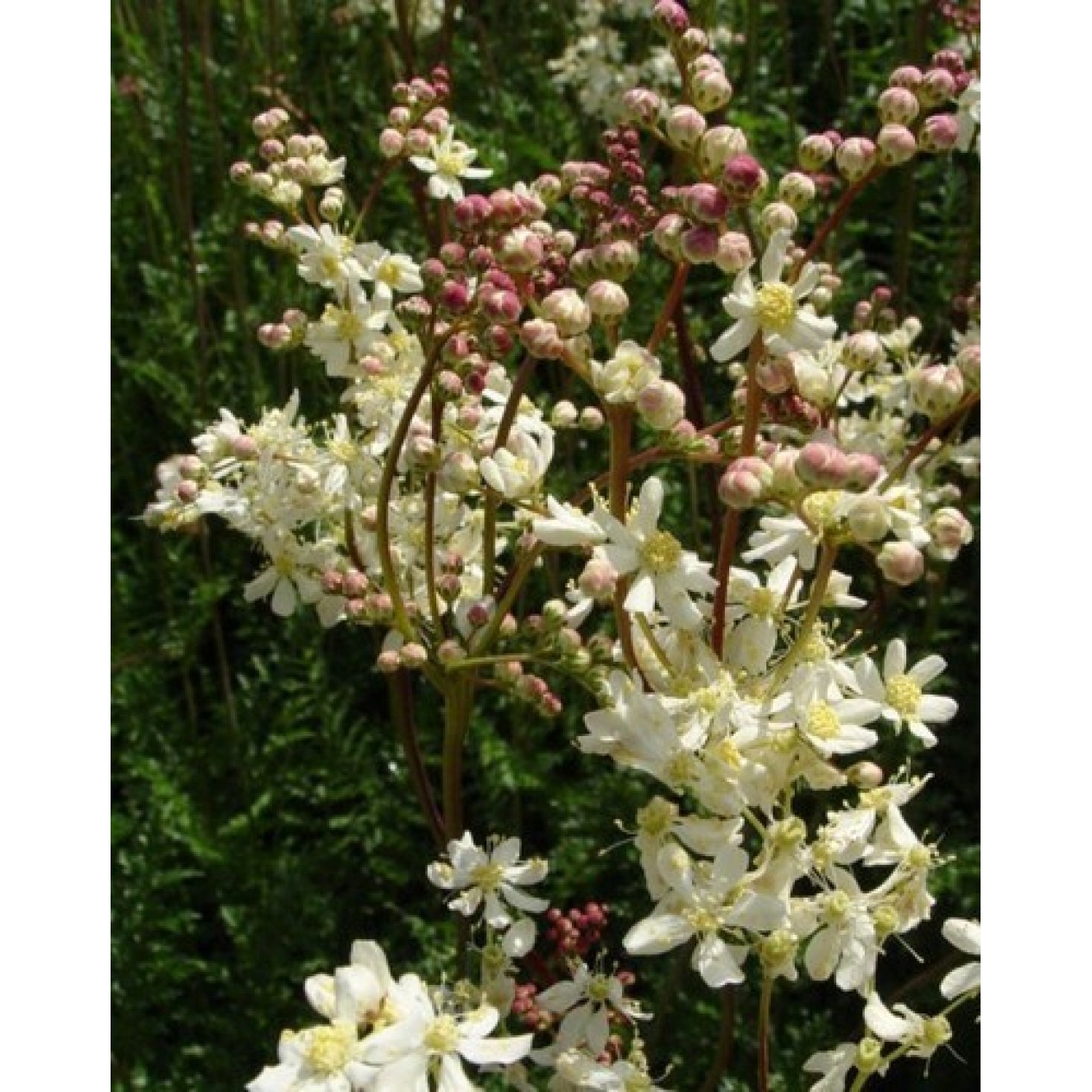 587470-filipendula-vulgaris