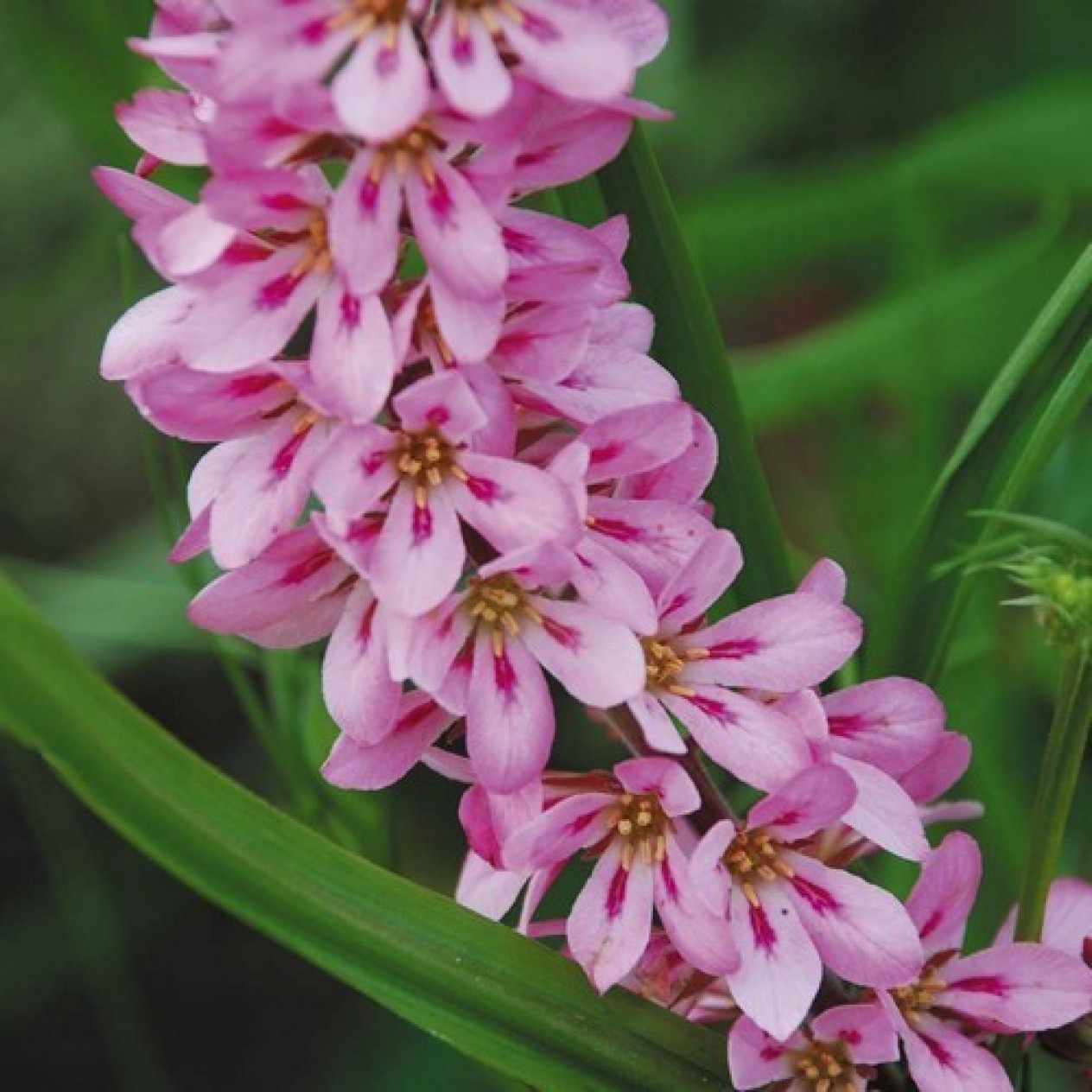 587485-francoa-sonchifolia