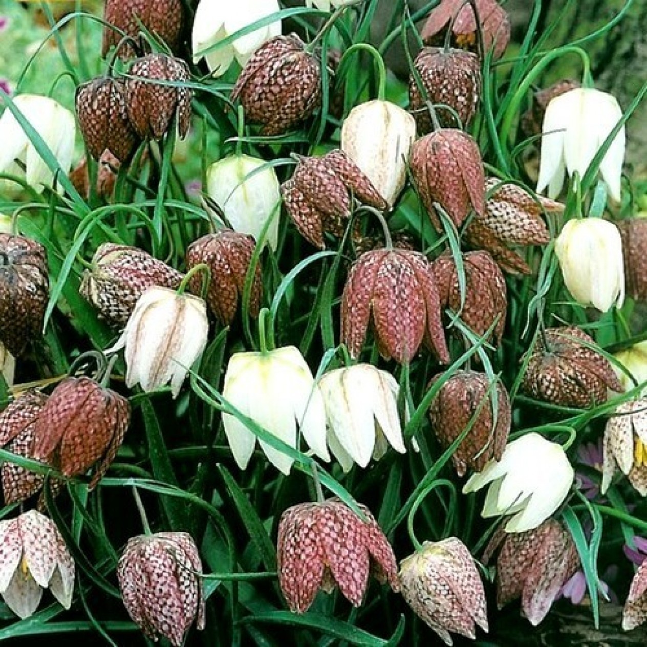 587486-fritillaria-meleagris