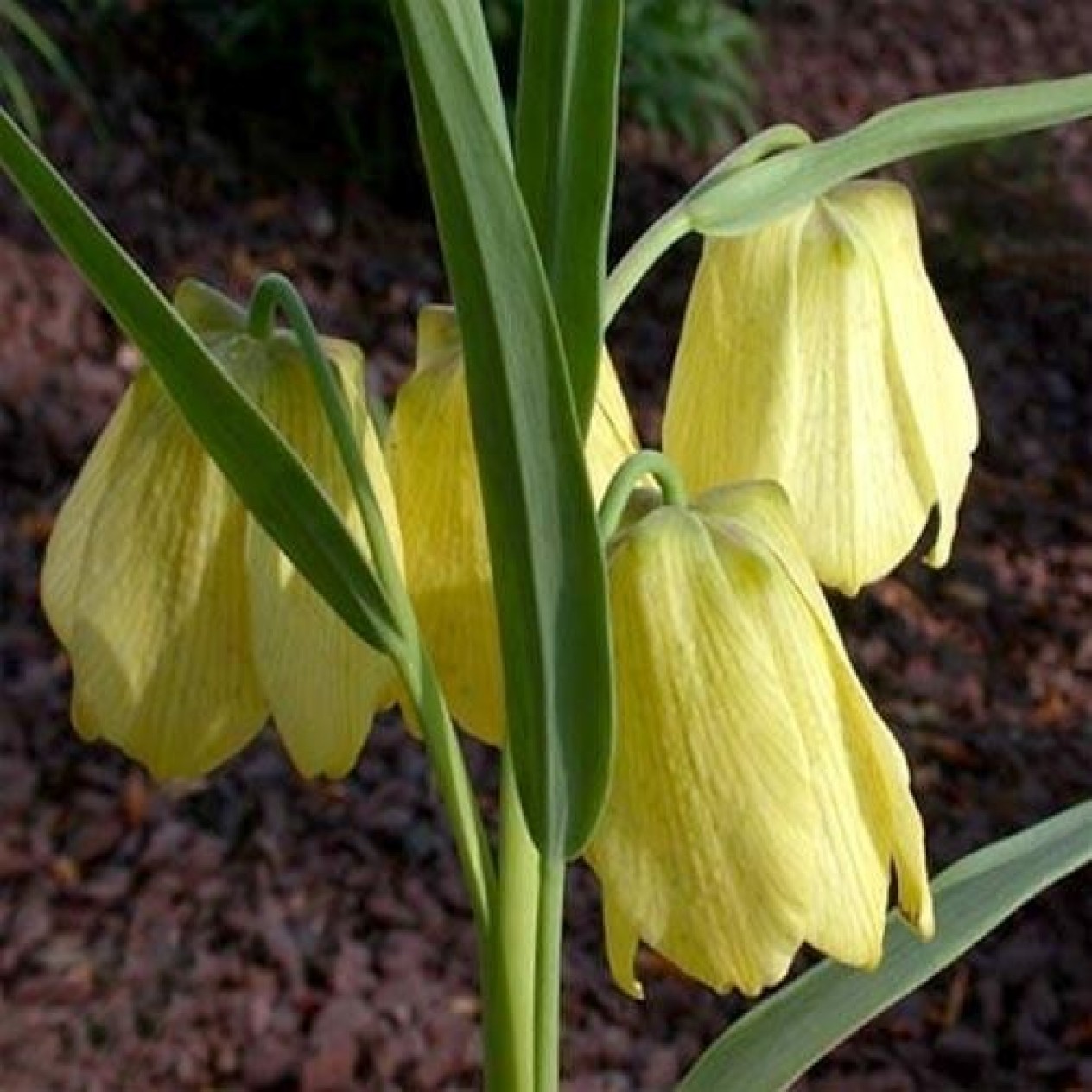 587487-fritillaria-pallidiflora