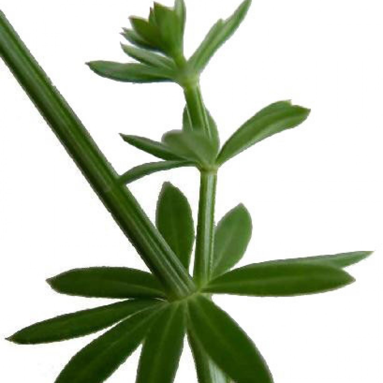 588090-galium-mollugo