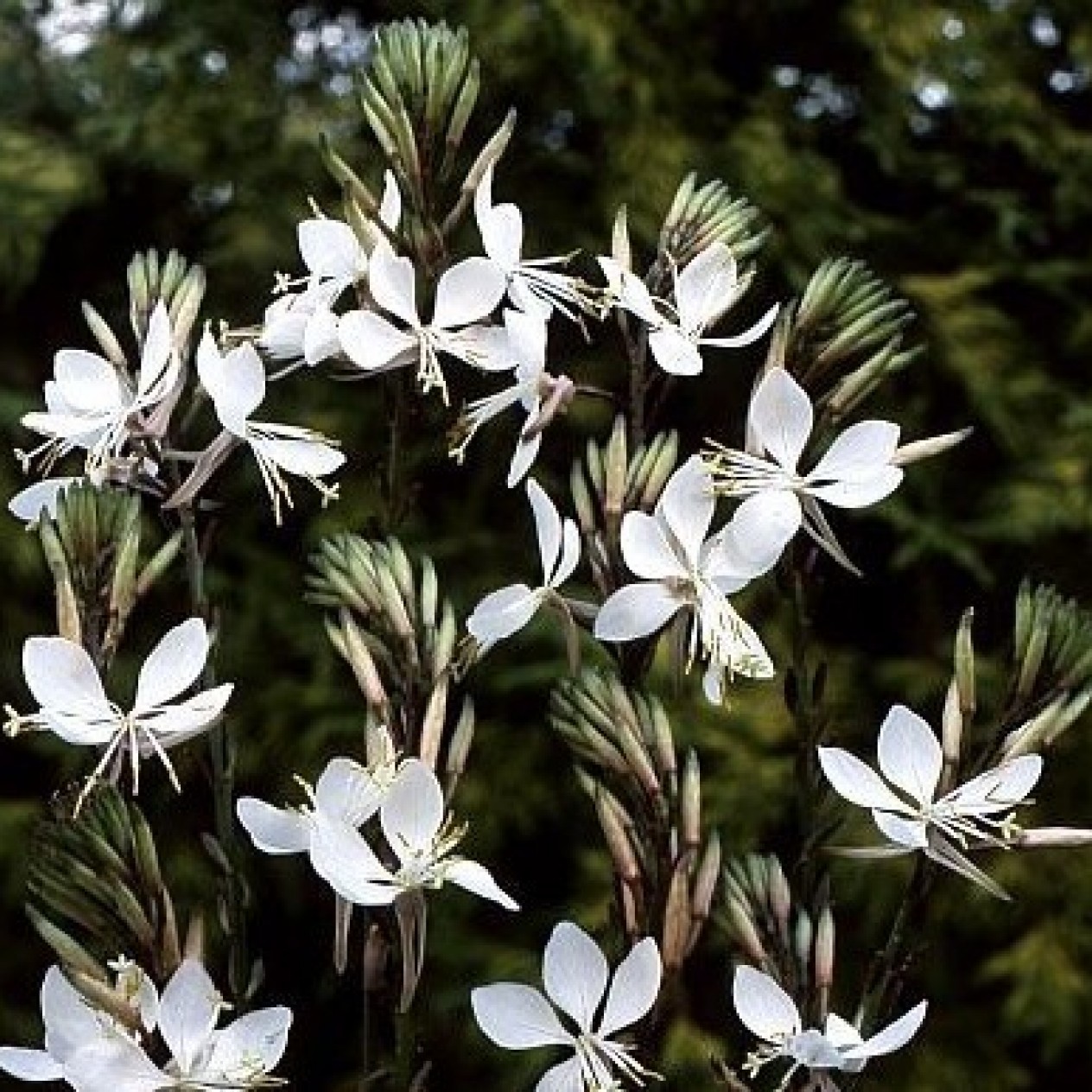 588200-gaura-lindheimeri-the-bride