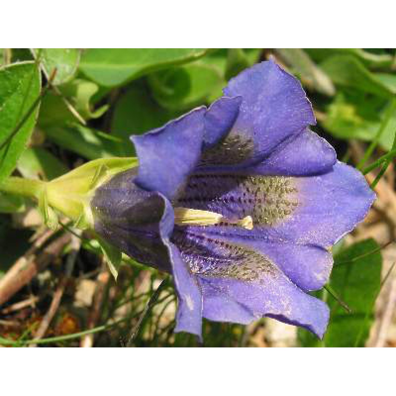 588400-gentiana-acaulis
