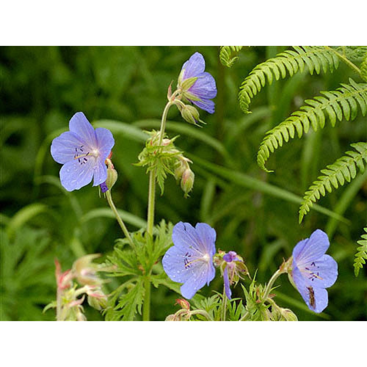588700-geranium-pratense