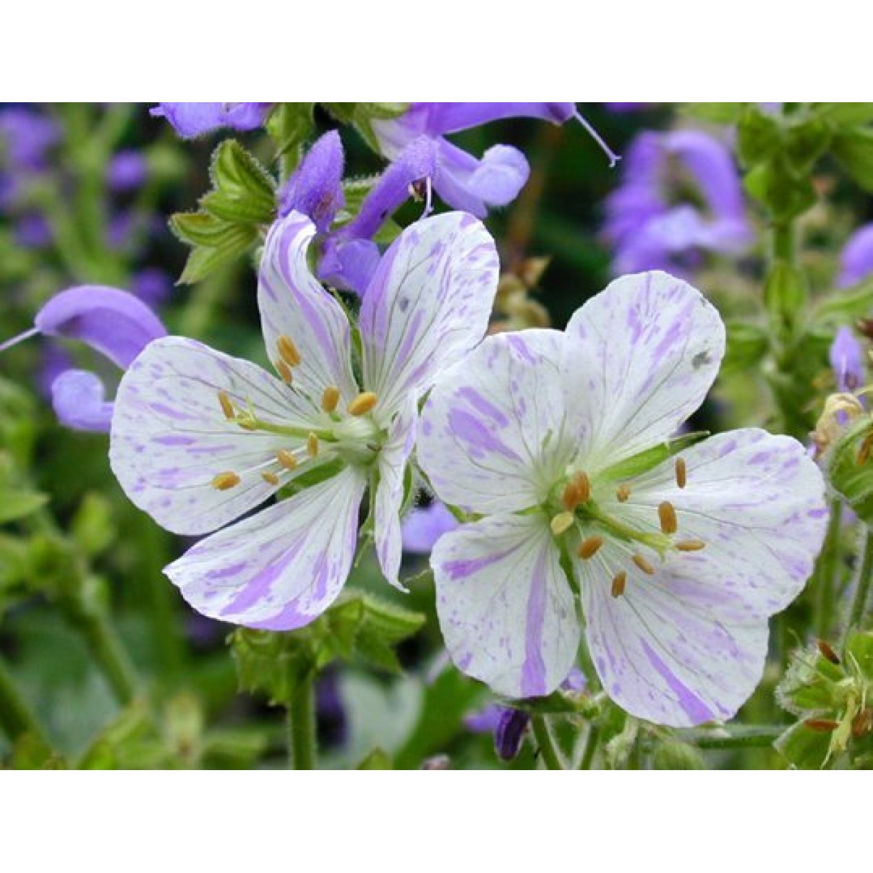 588705-geranium-pratense-blue-splish-splash-striatum
