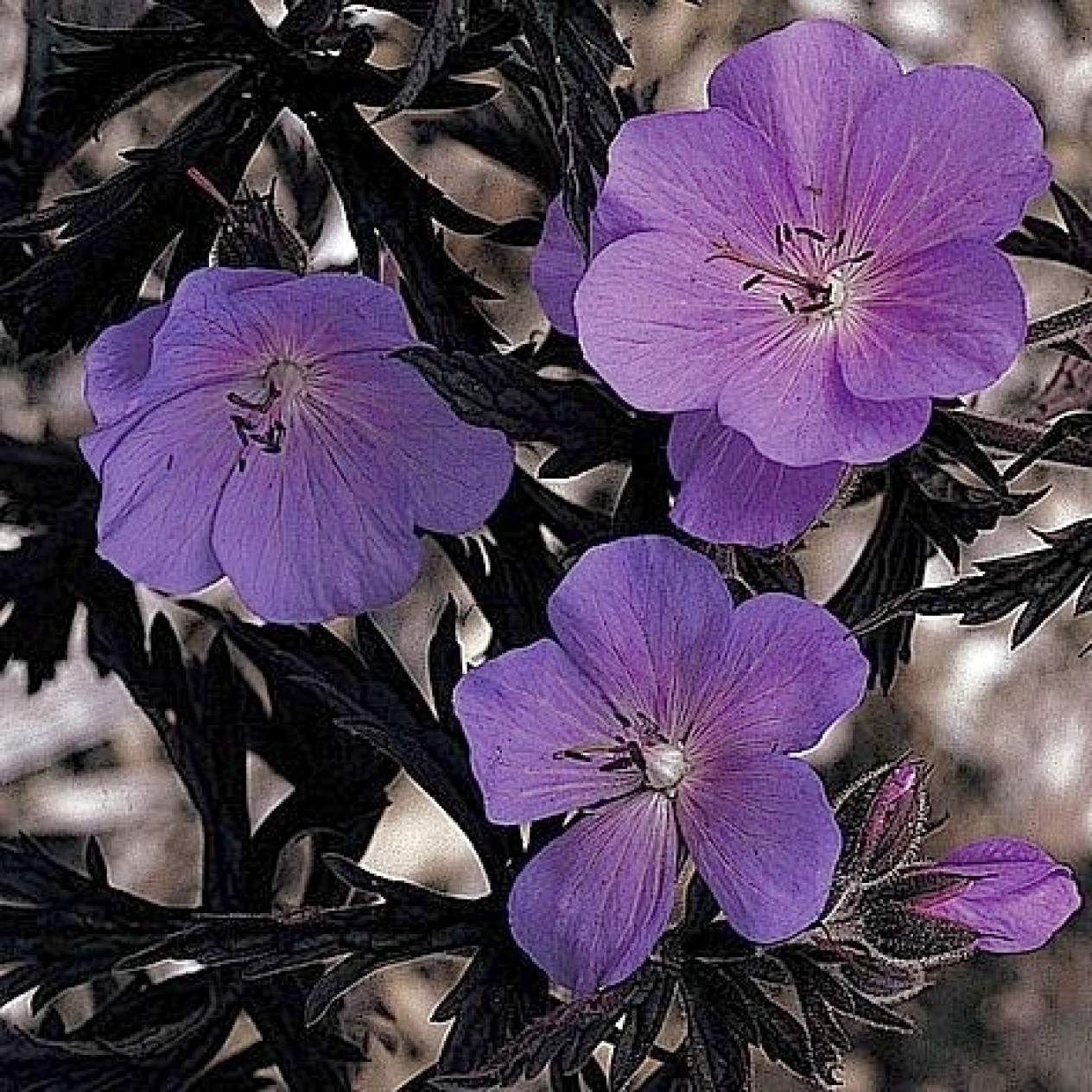 588715-geranium-pratense-purple-haze