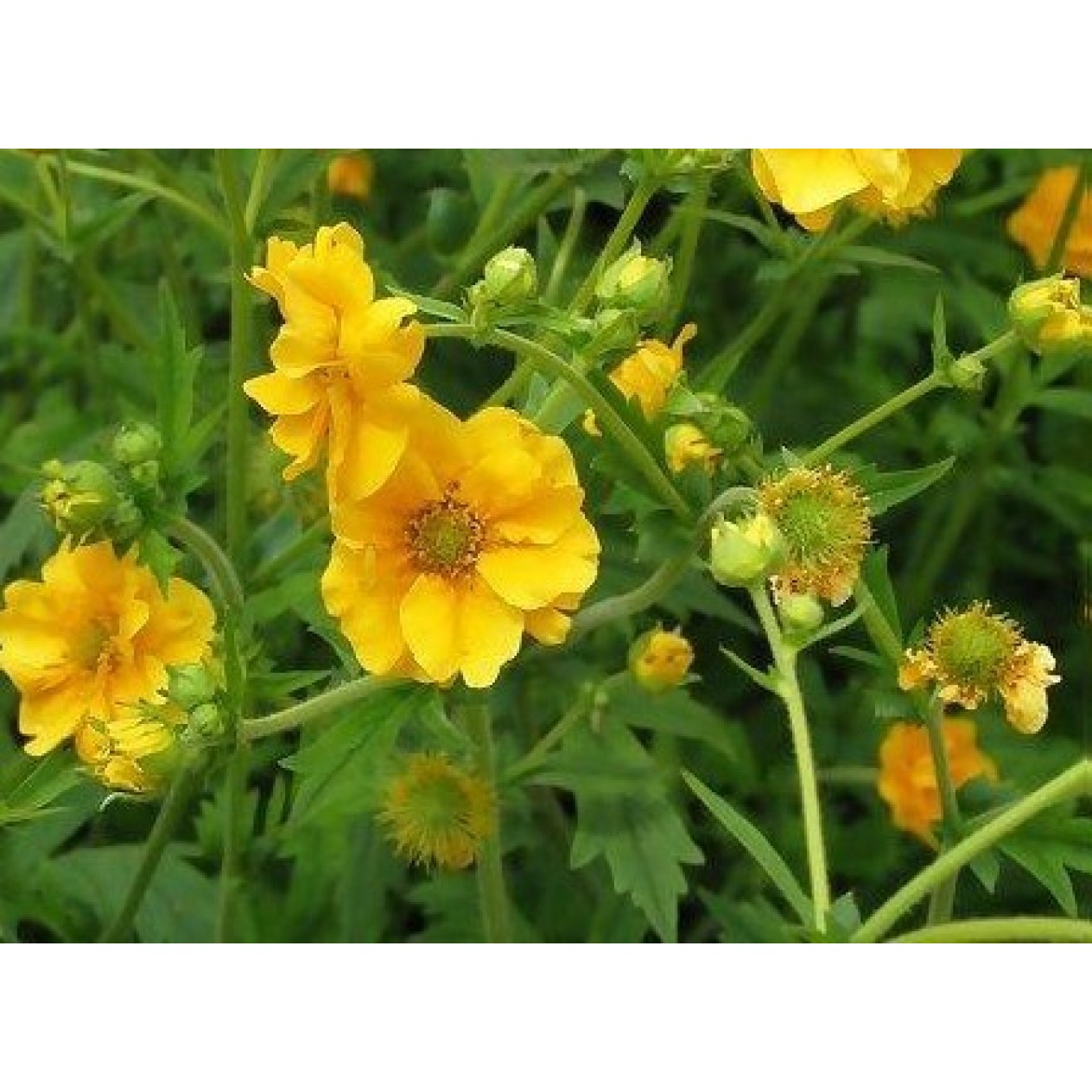 588800-geum-chiloense-lady-stratheden