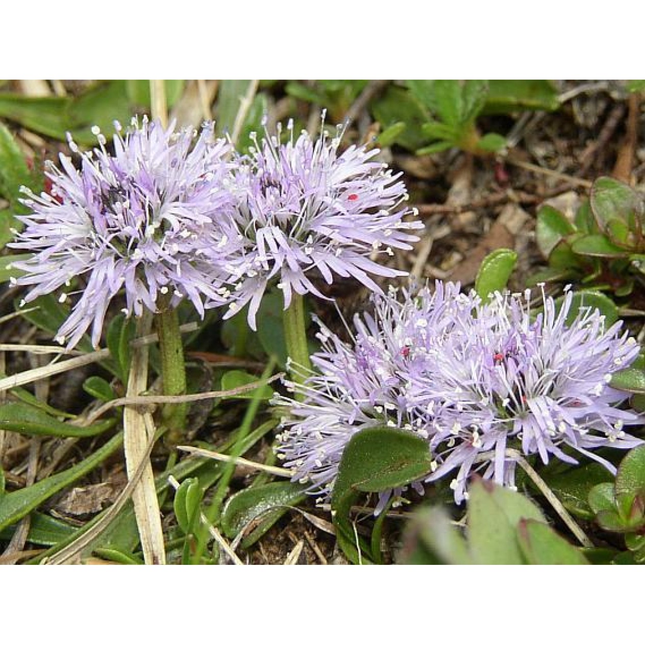 588980-globularia-cordifolia