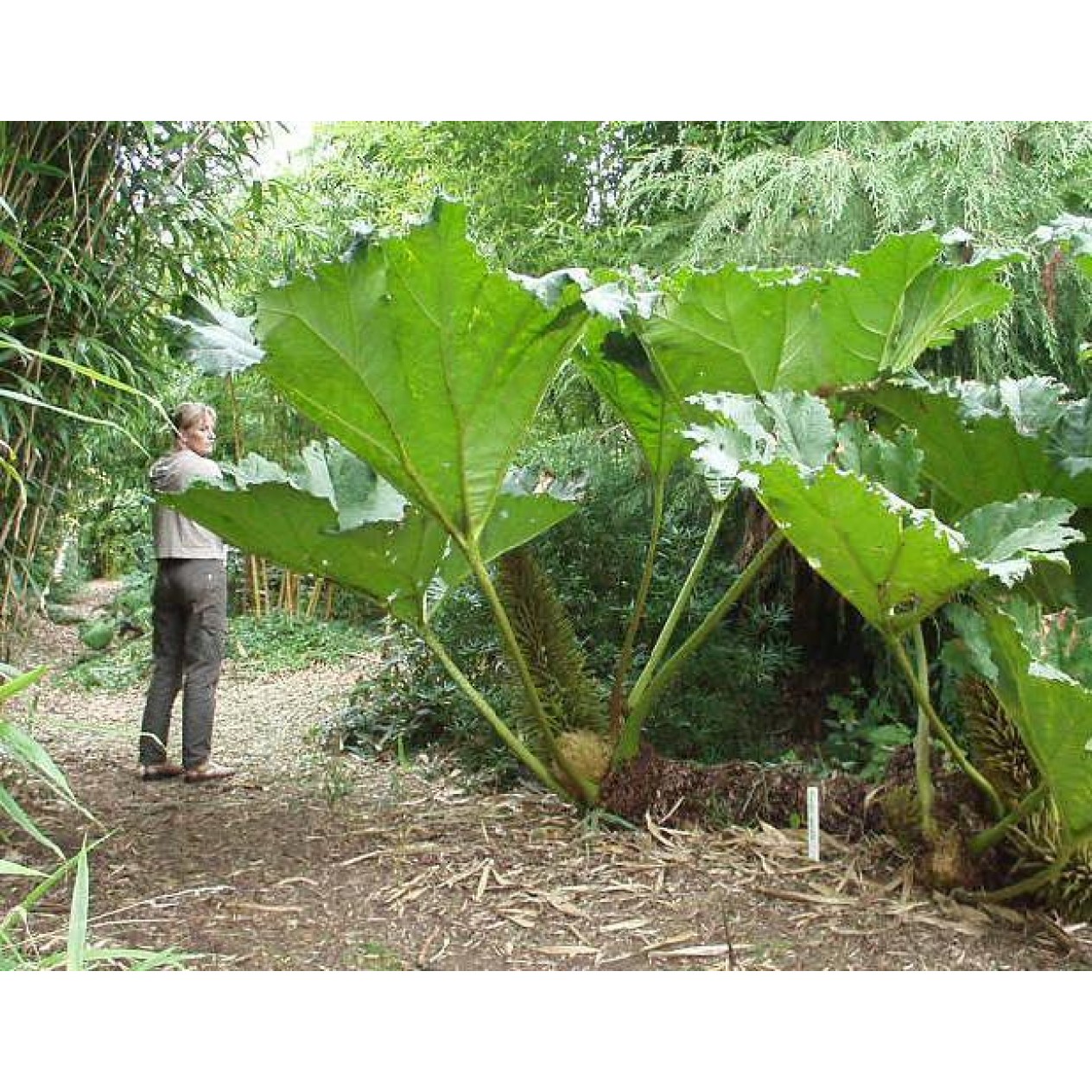 589150-gunnera-manicata