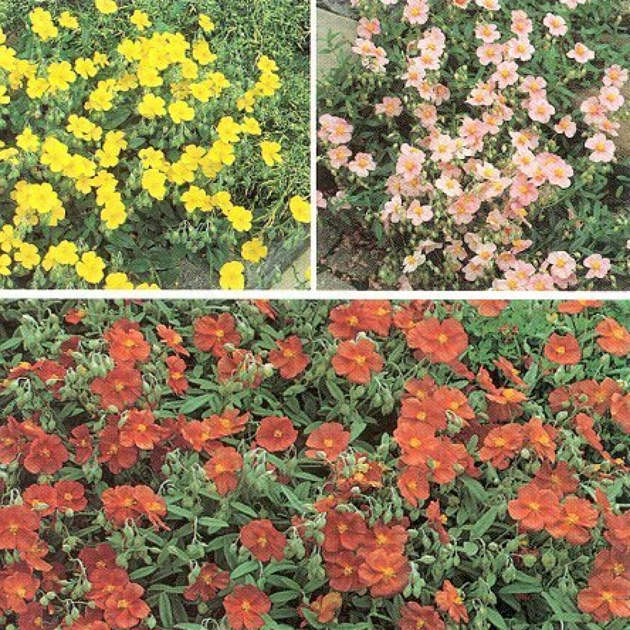 589800-helianthemum-nummularium