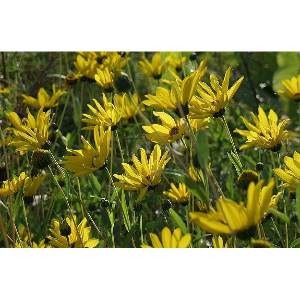 589870-helianthus-laetiflorus