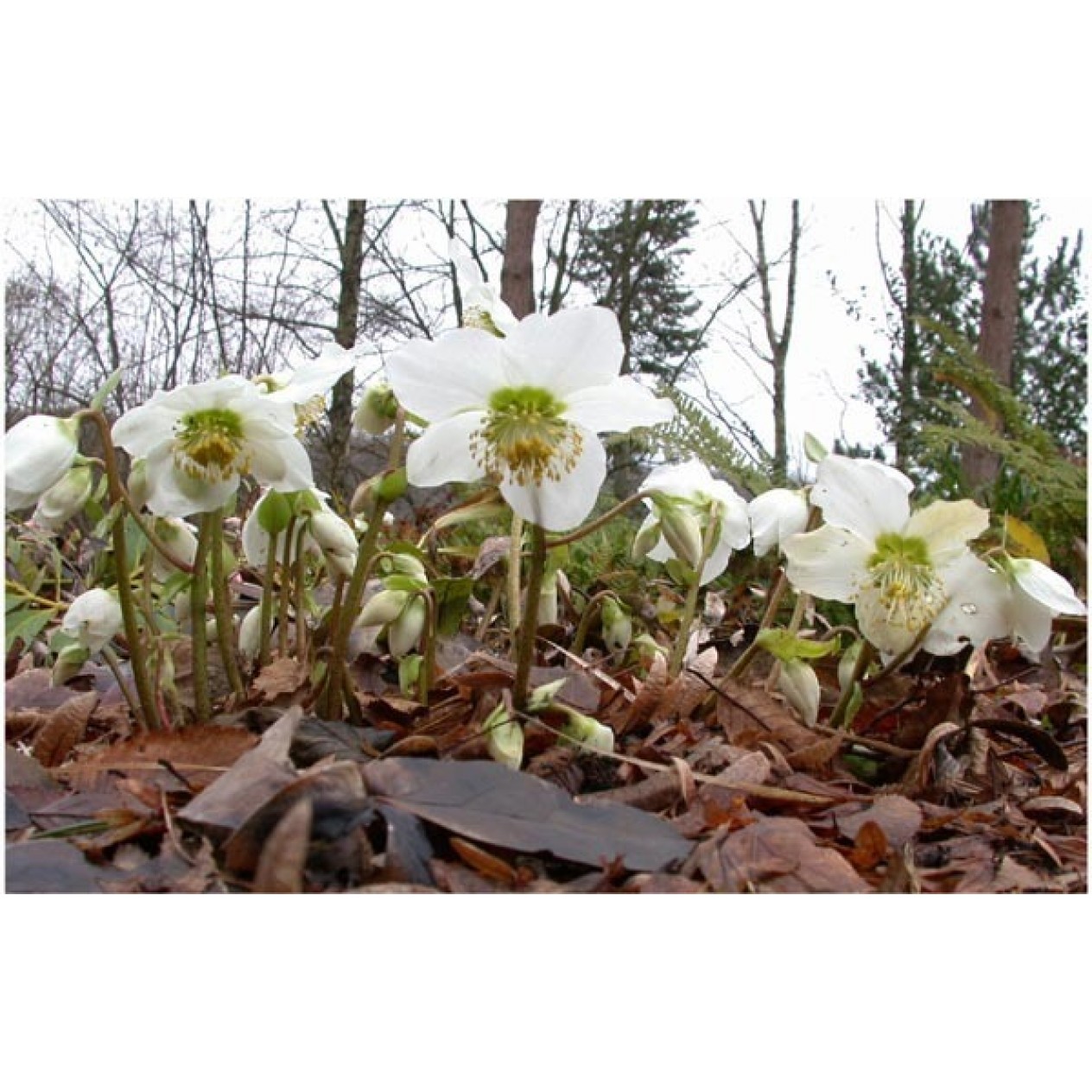 590400-helleborus-niger