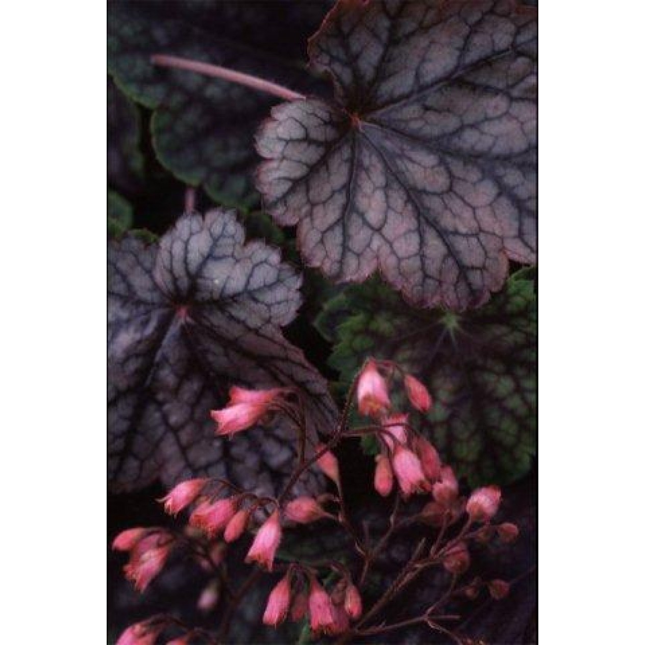 591160-heuchera-hybriden-metallica