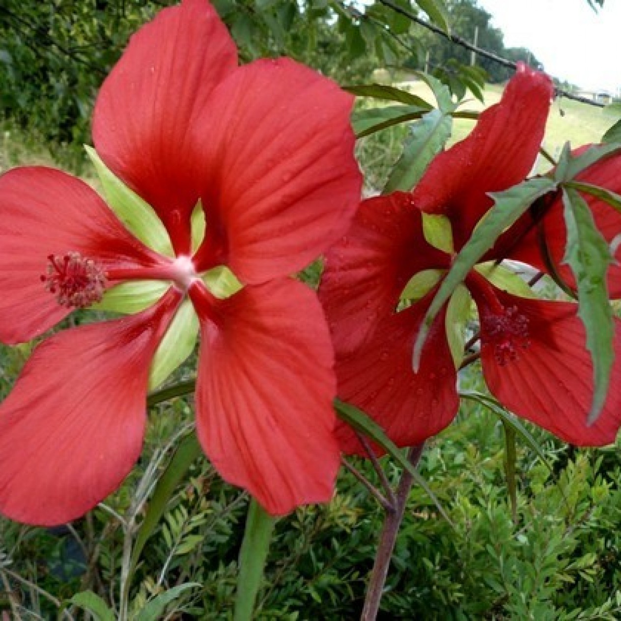 591300-hibiscus-coccineus-red-wonder