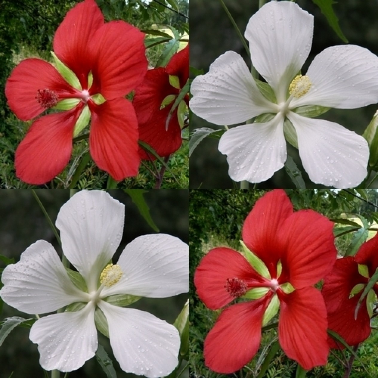 591320-hibiscus-coccineus-red-white