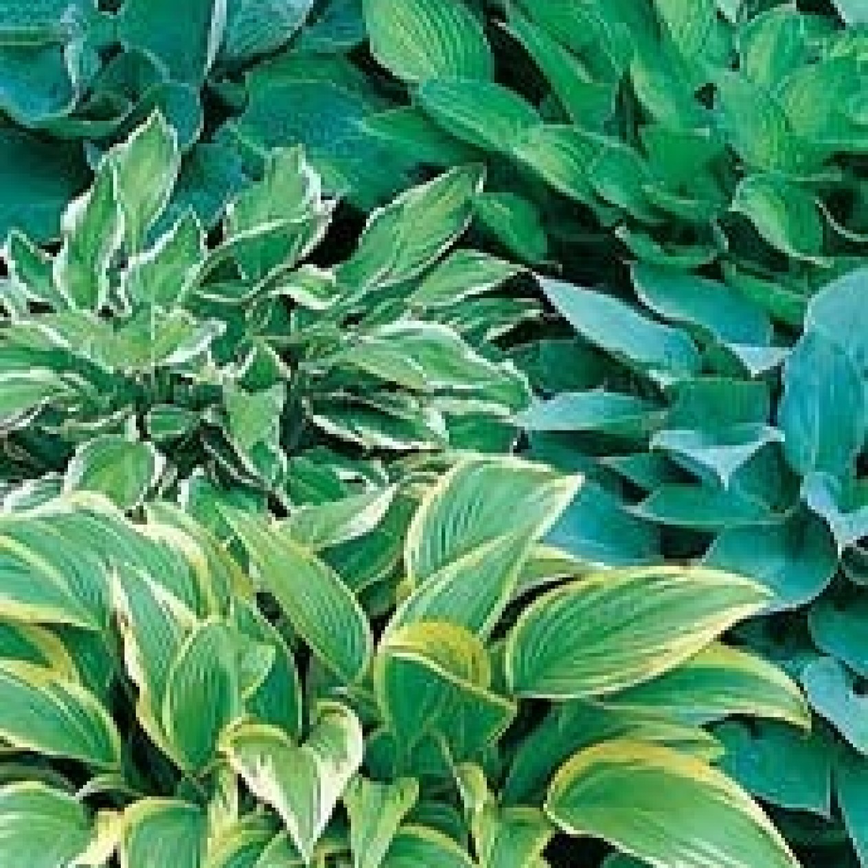 591600-hosta-mixed-species