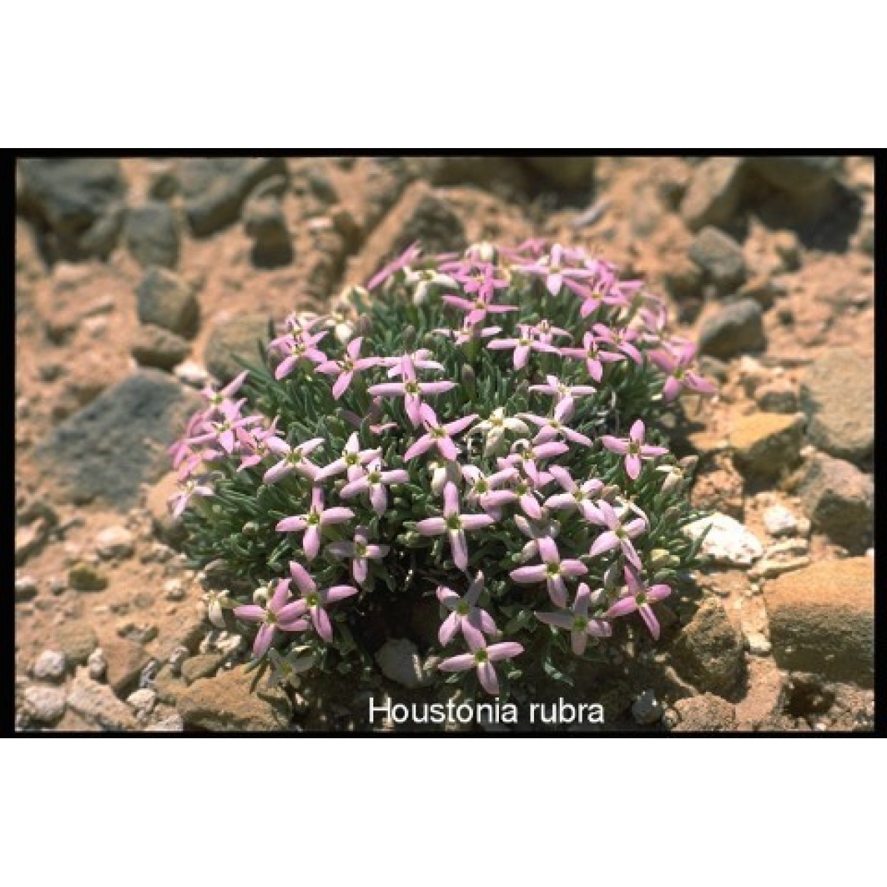 591700-houstonia-rubra