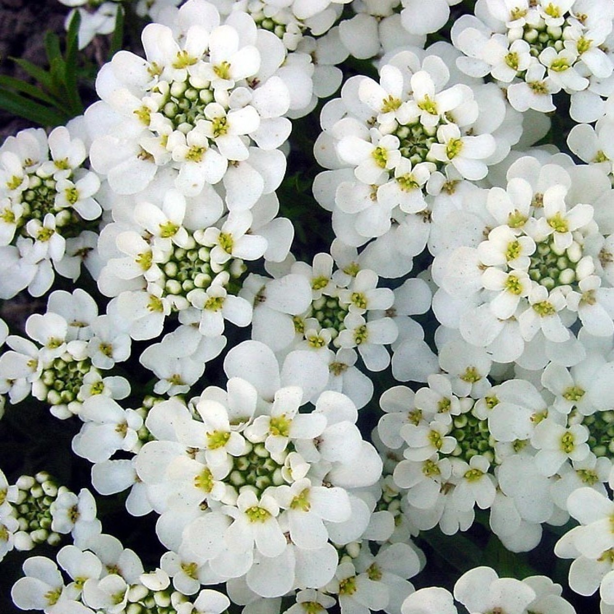 592000-iberis-sempervirens