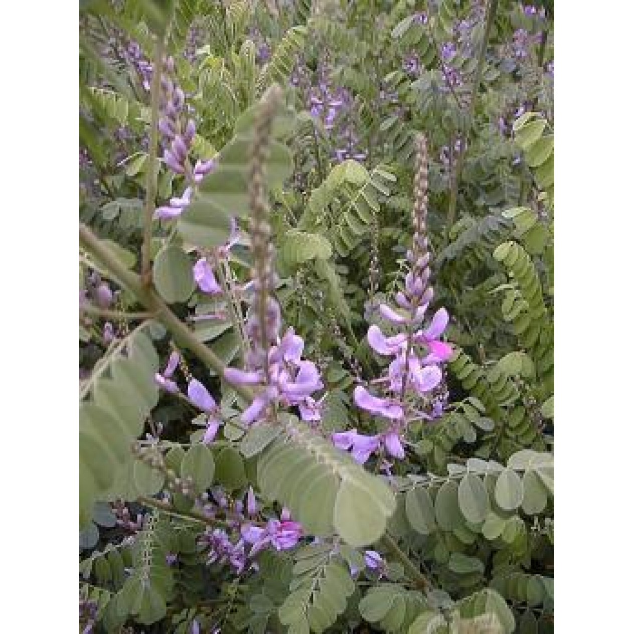 592200-indigofera-heterantha