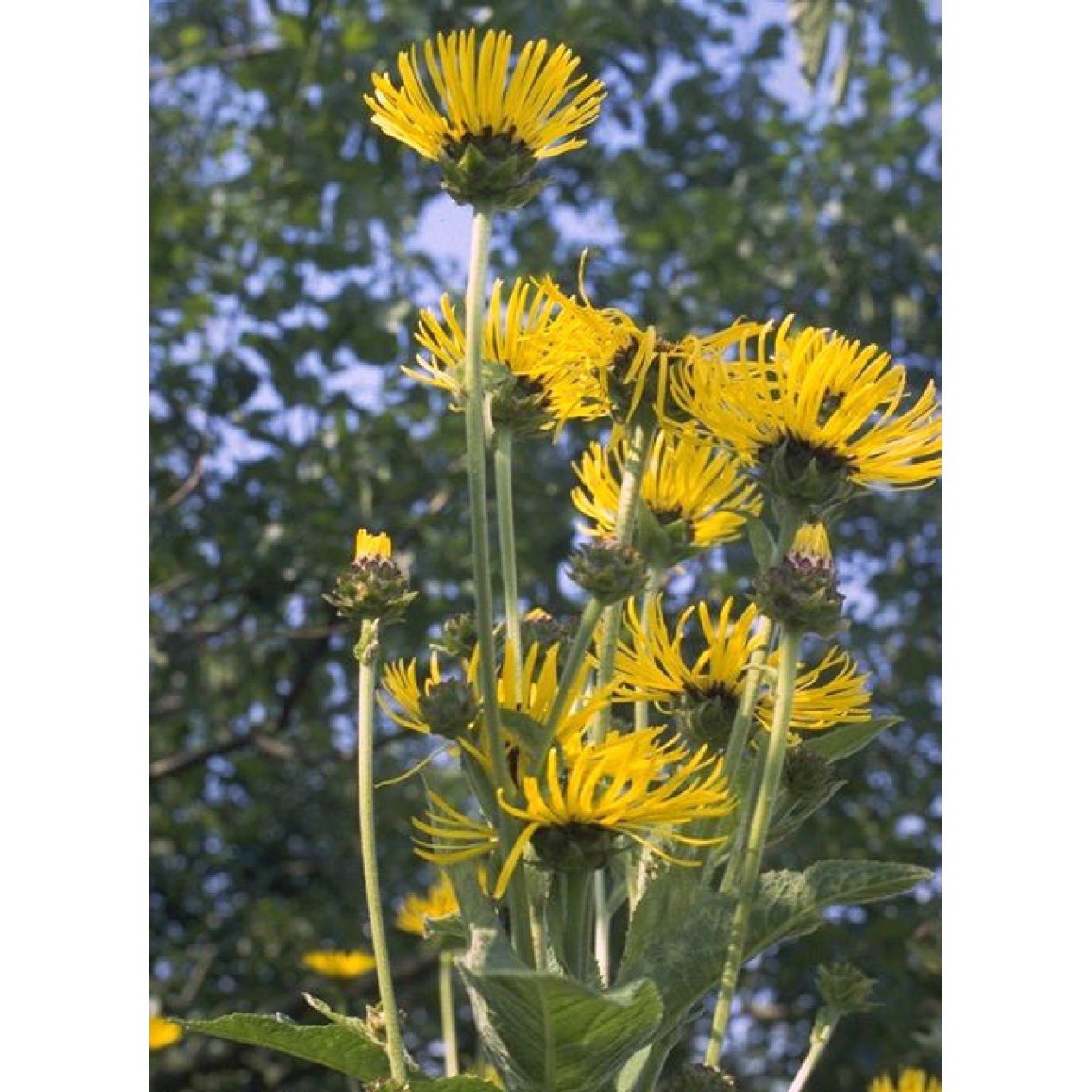 592410-inula-helenium