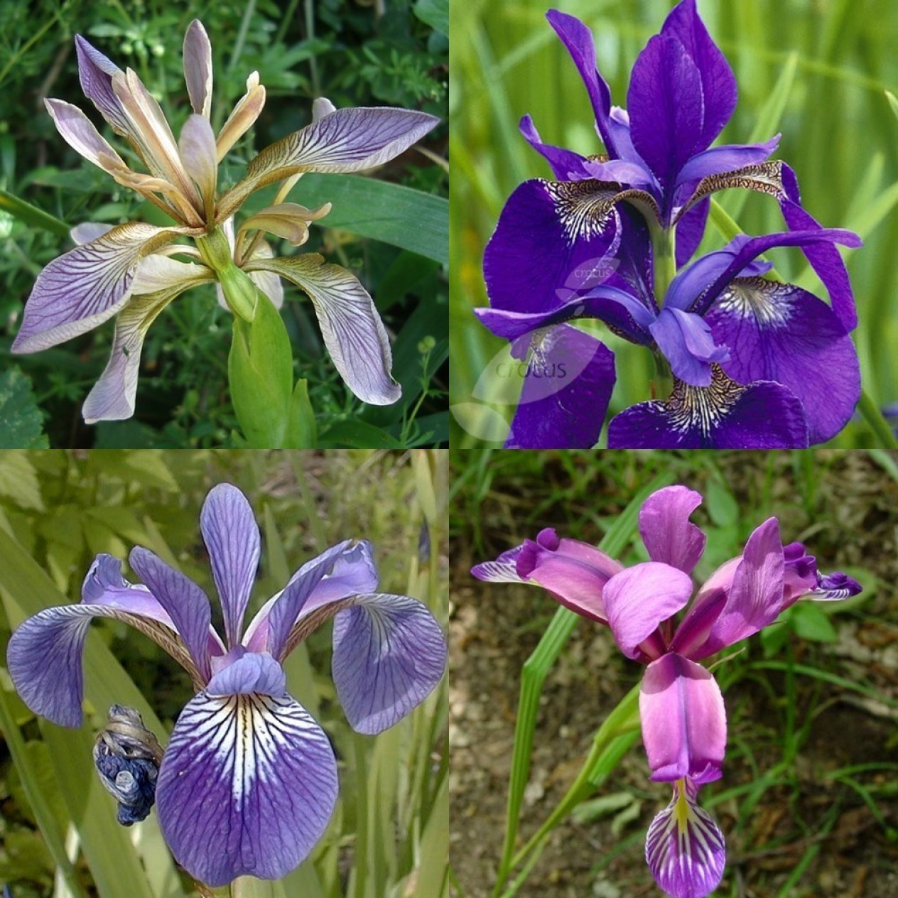 592460-iris-garden-blues