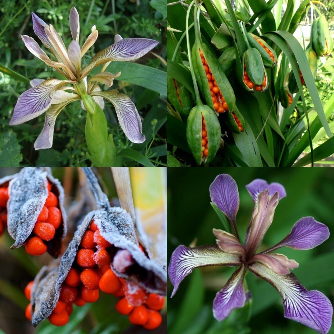 592500-iris-foetidissima