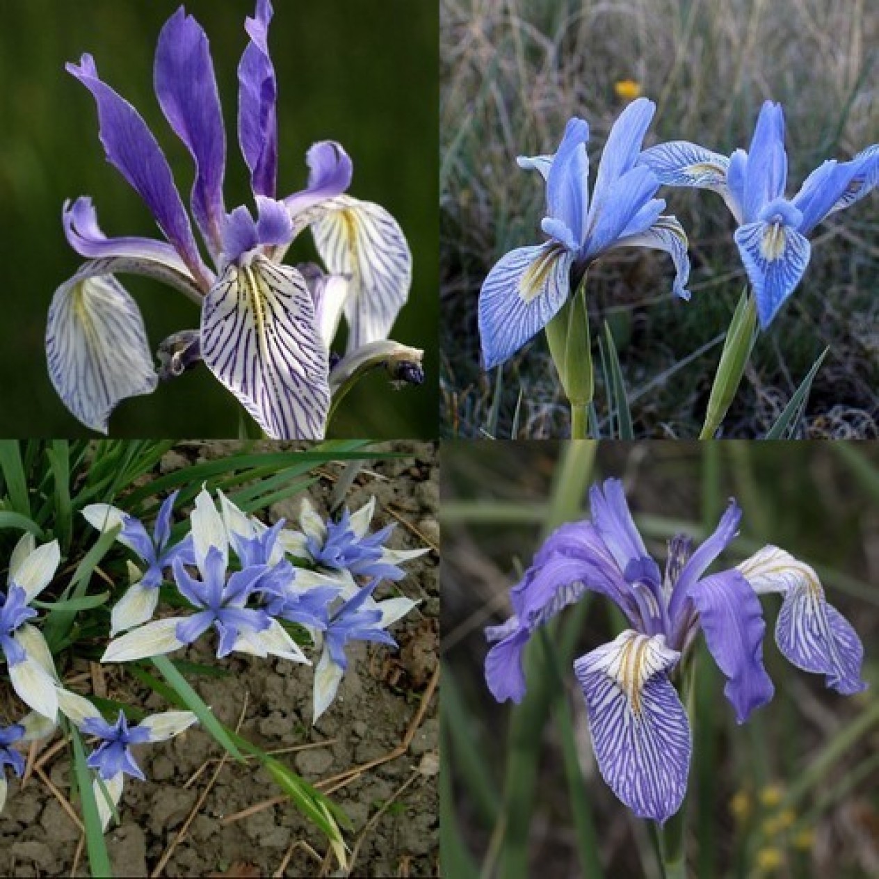 592560-iris-missouriensis