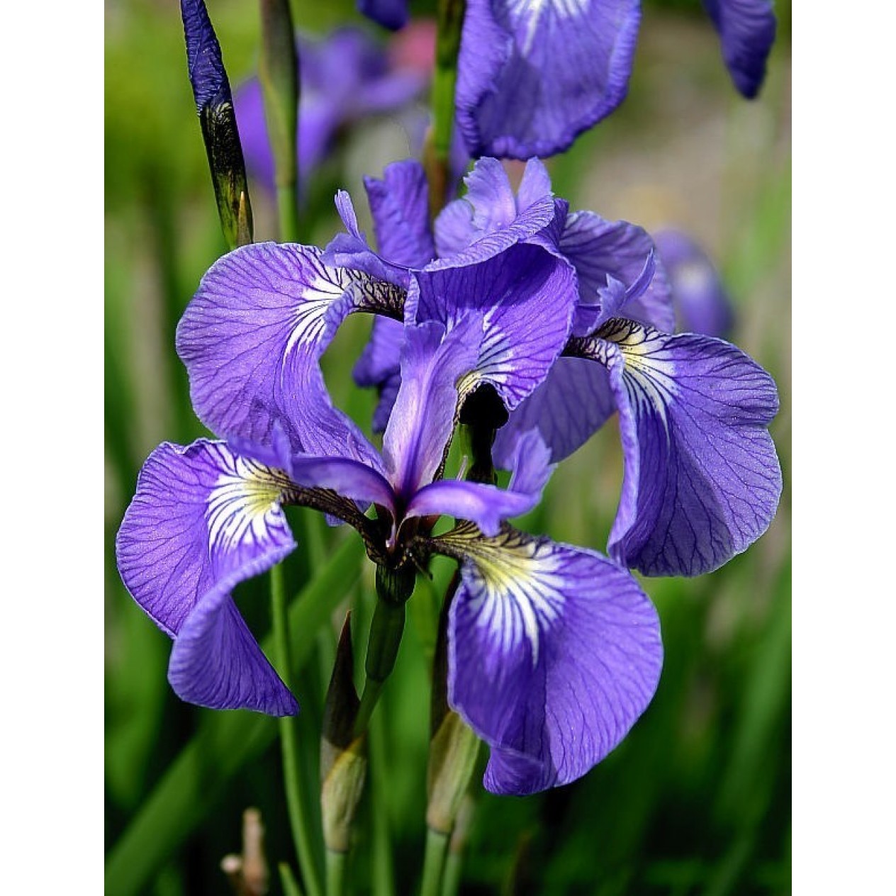 592600-iris-setosa