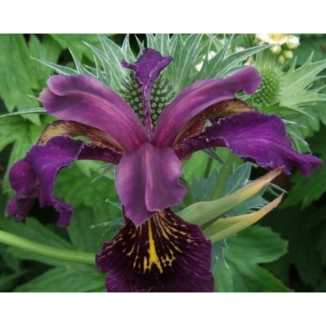 592645-iris-sibirica-ruby-wine
