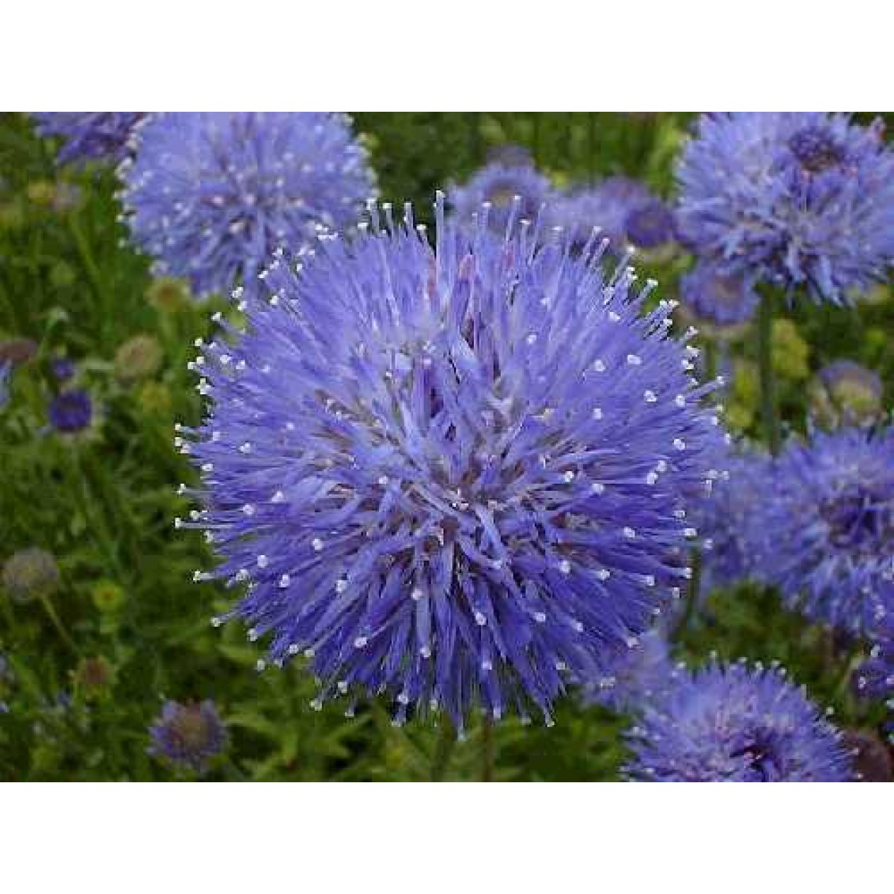 593000-jasione-perennis-blaulicht