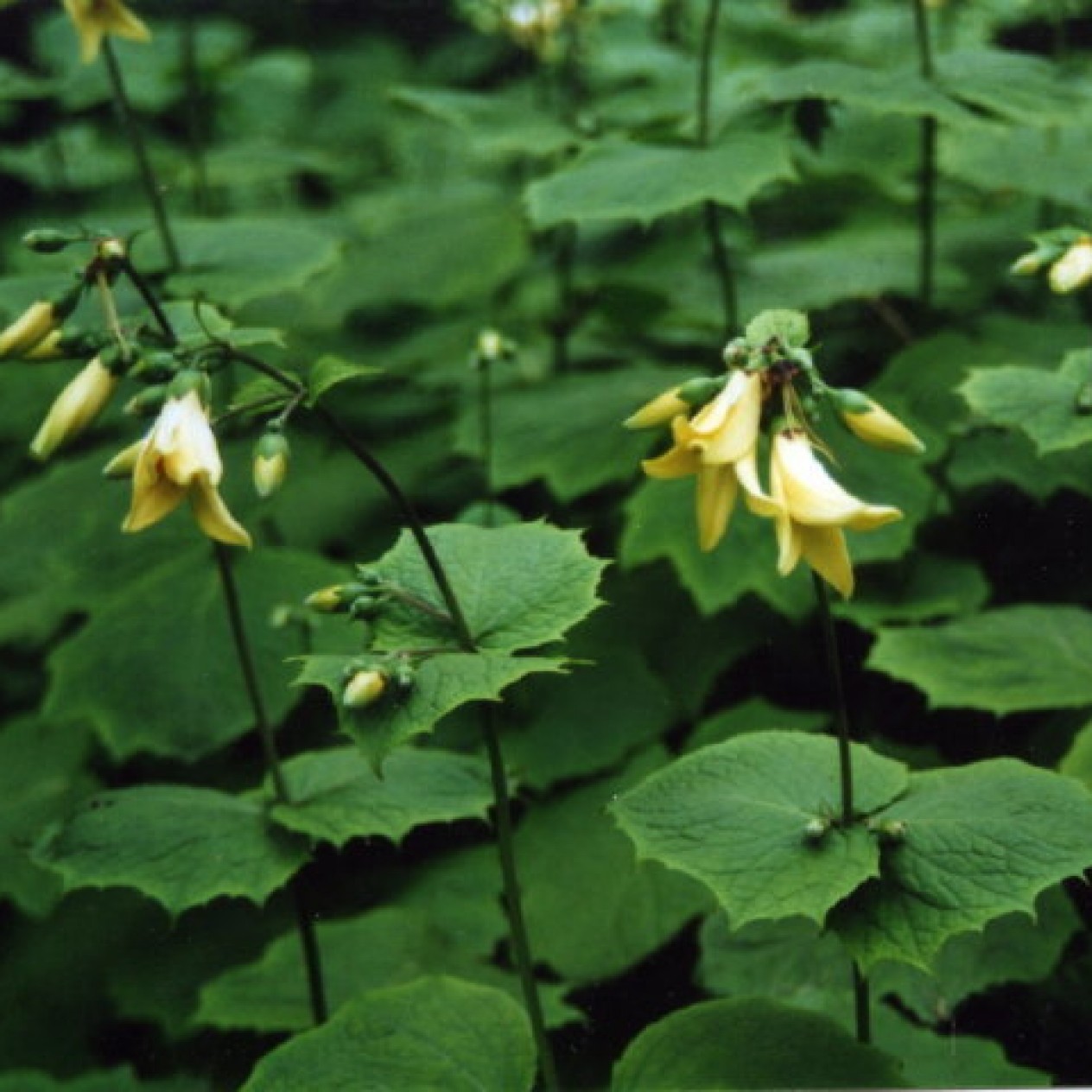 593500-kirengeshoma-palmata