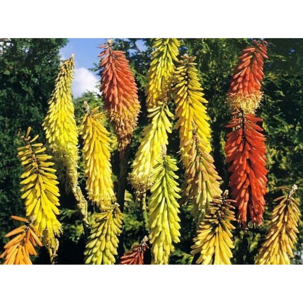 593800-kniphofia-uvaria-flamenco