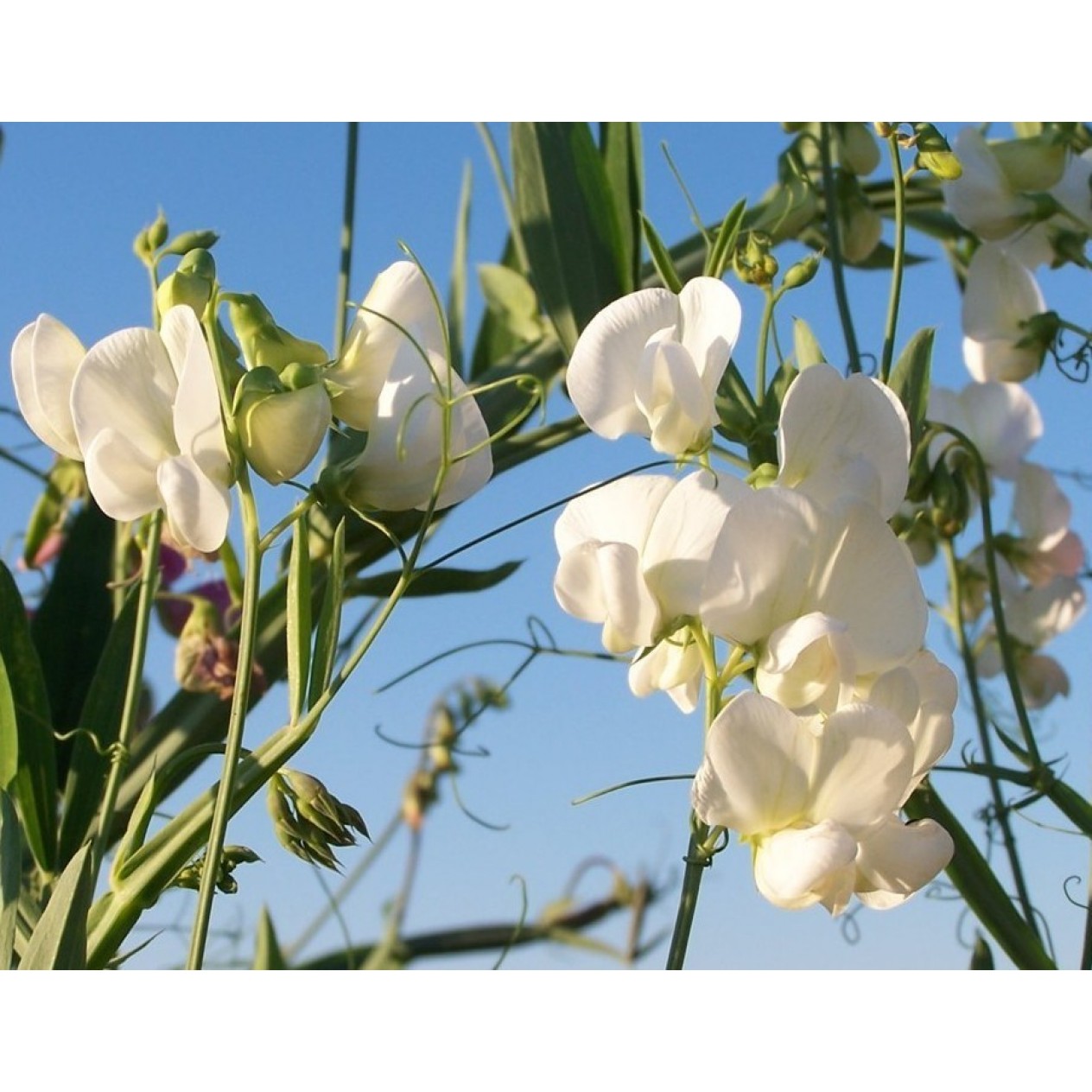 593990-lathyrus-latifolius-white-pearl