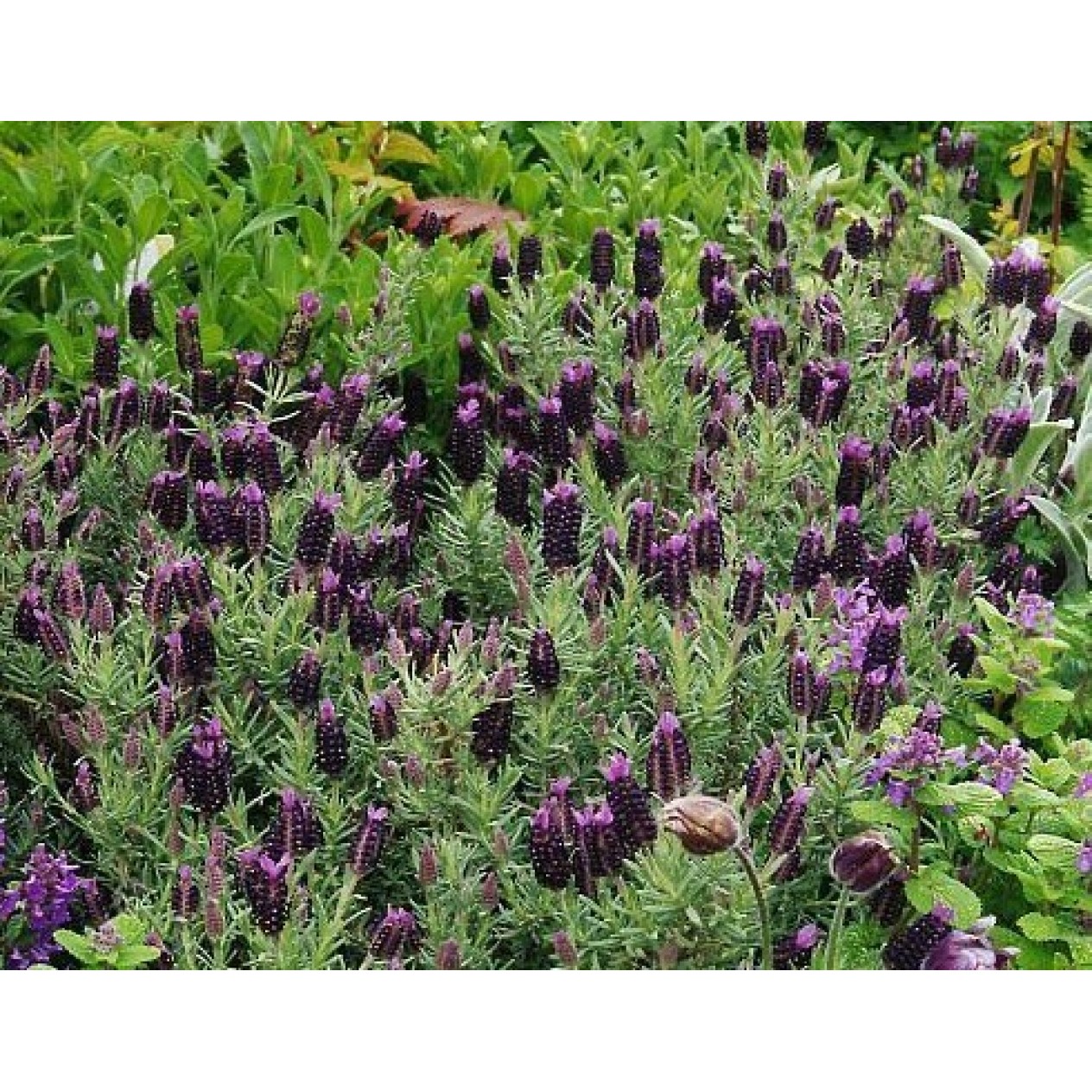 594140-lavandula-stoechas