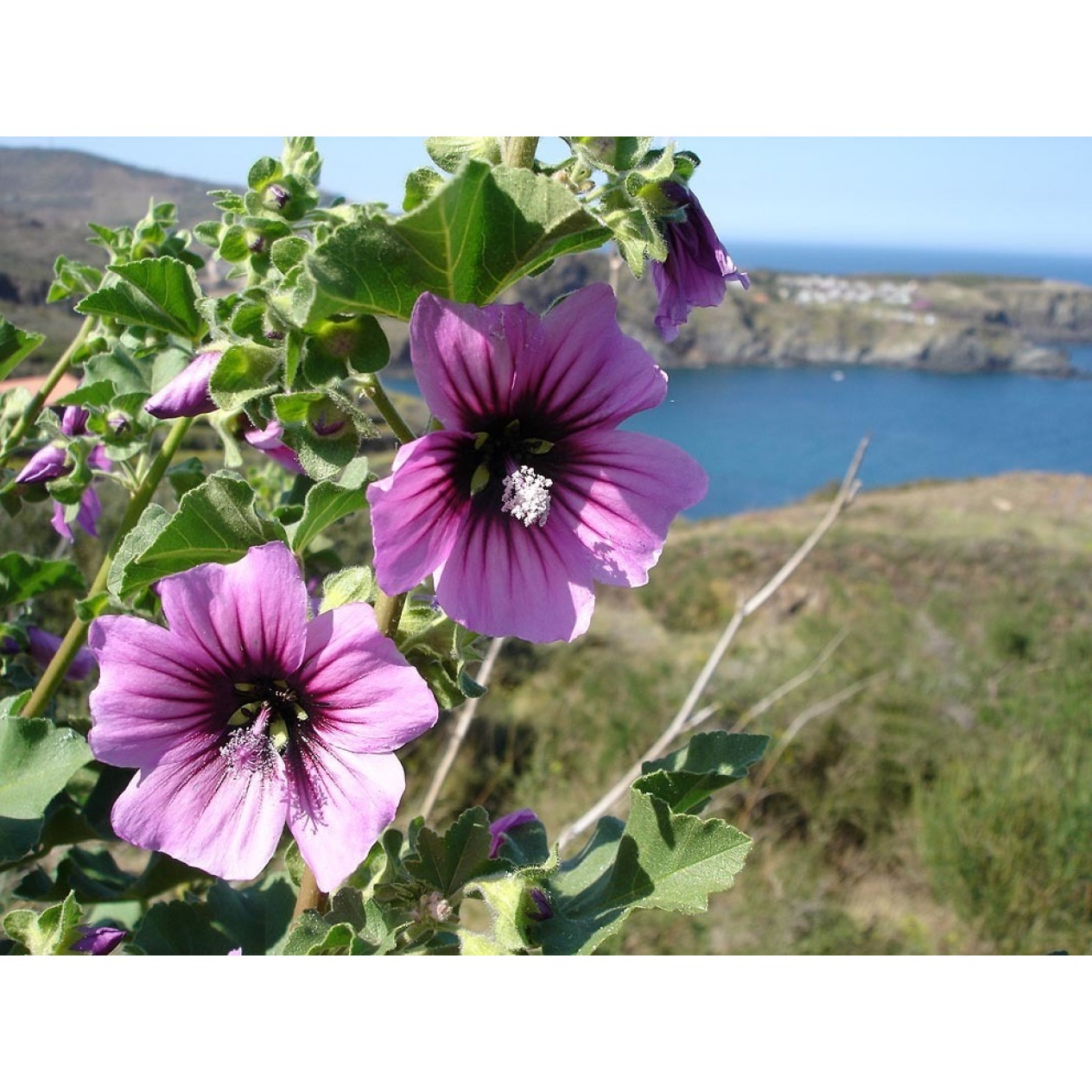 594150-lavatera-arborea
