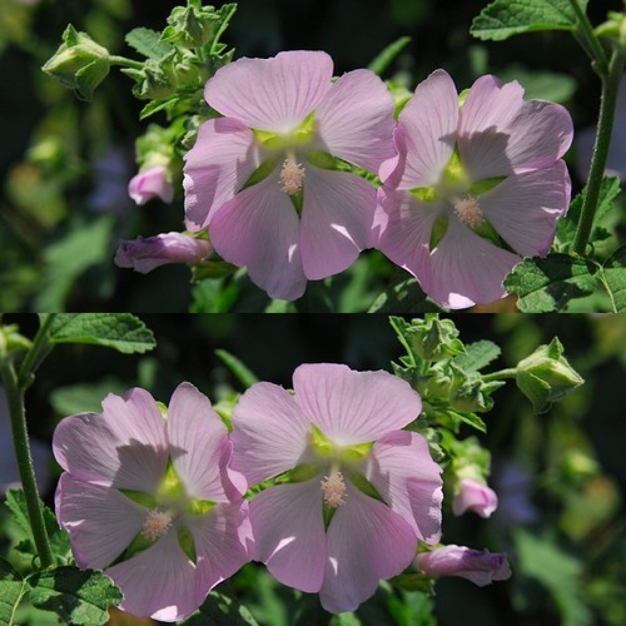 594190-lavatera-thuringiaca