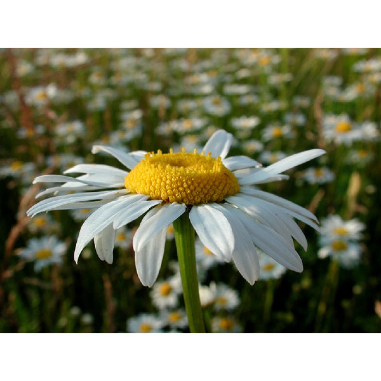 594500-leucanthemum-maximum-hybriden-bellabianca-mayfield-giants