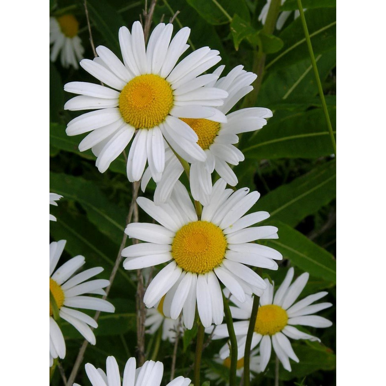 594600-leucanthemum-vulgare