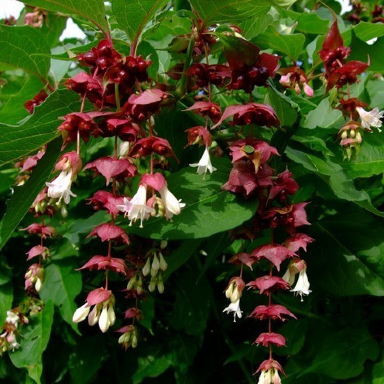 594900-leycesteria-formosa