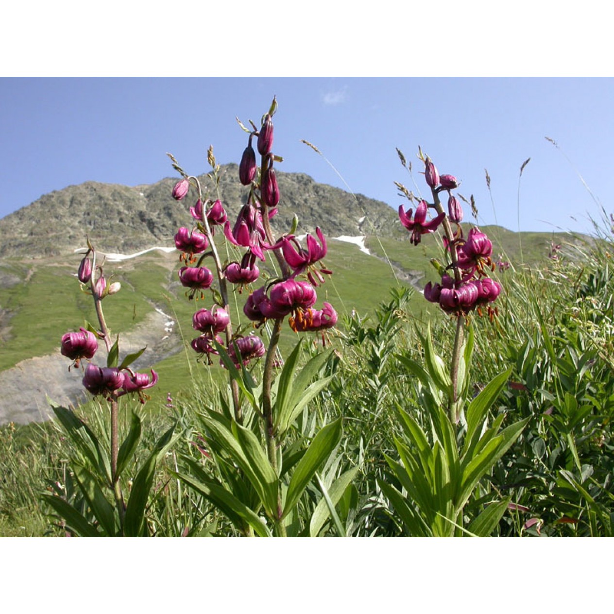 595200-lilium-martagon