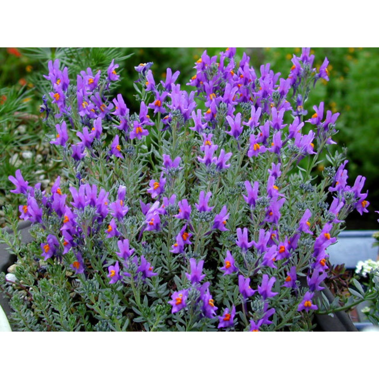 595440-linaria-alpina