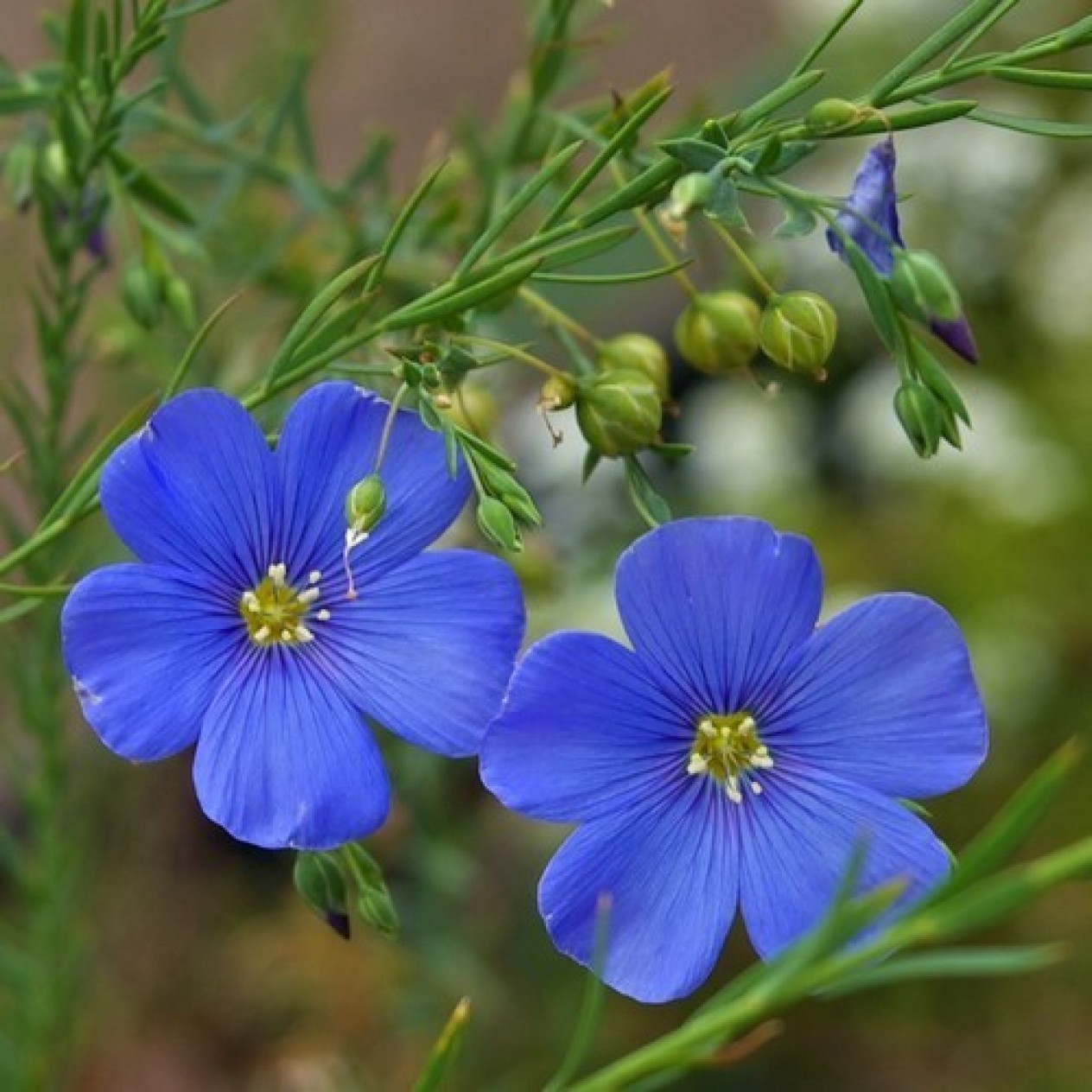 595600-linum-perenne-firmament