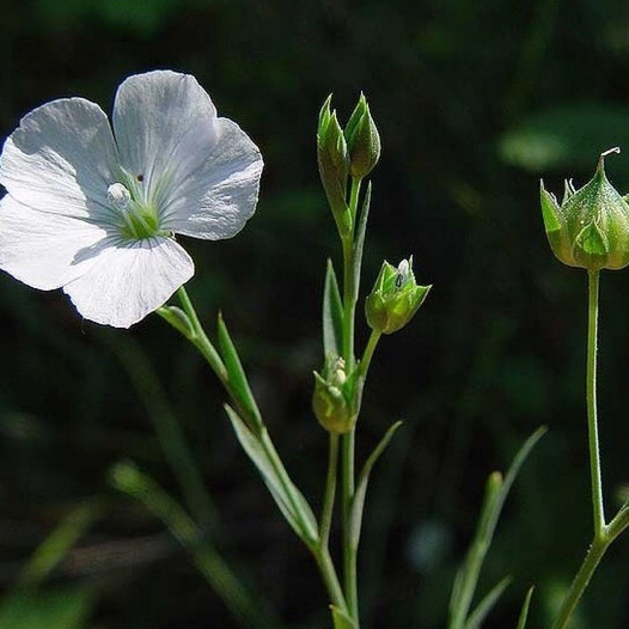 595620-linum-perenne-album