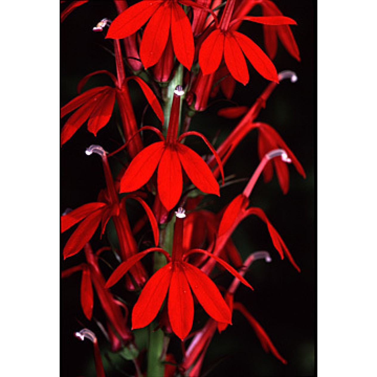 595950-lobelia-speciosa-kompliment-red-f1