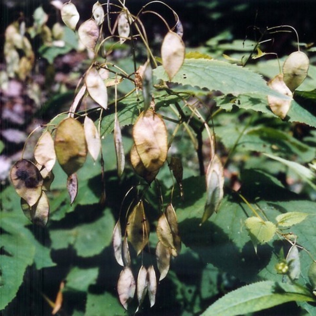 596350-lunaria-rediviva