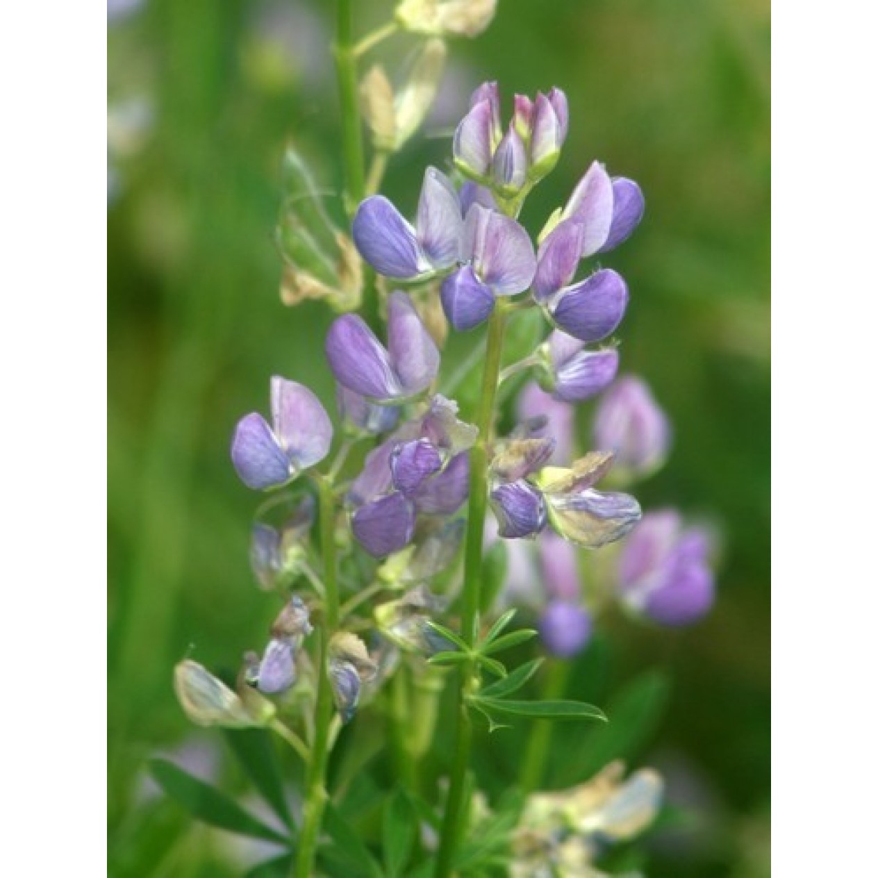 596400-lupinus-arboreus-bleu