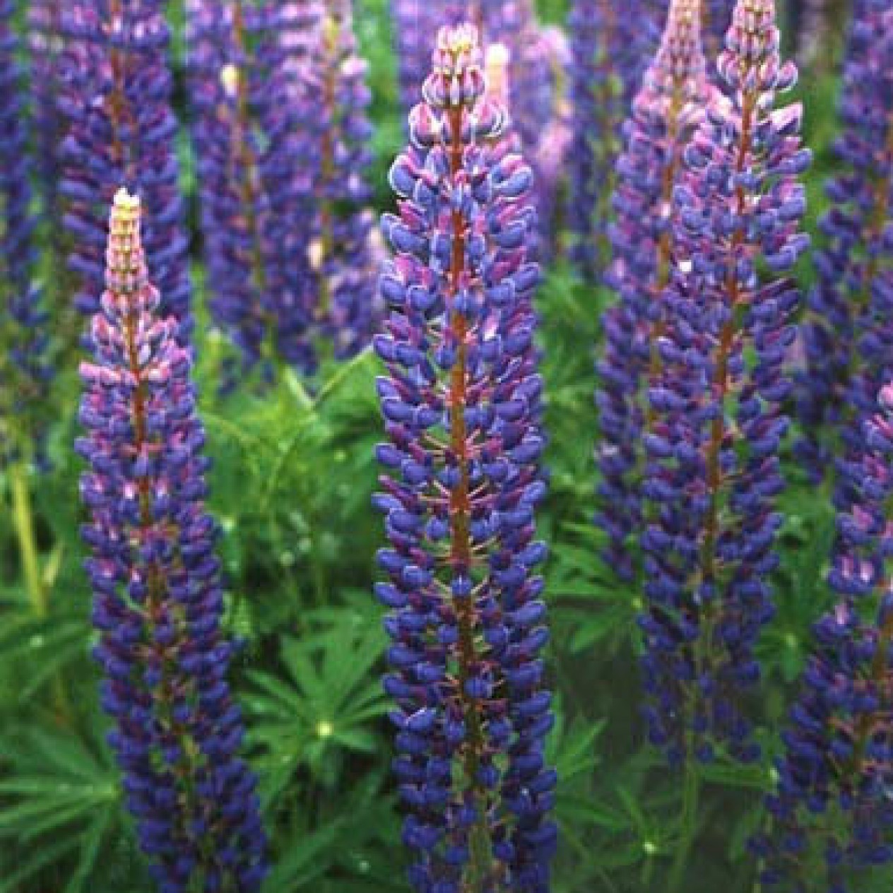 596420-lupinus-polyphyllus-festival-blue